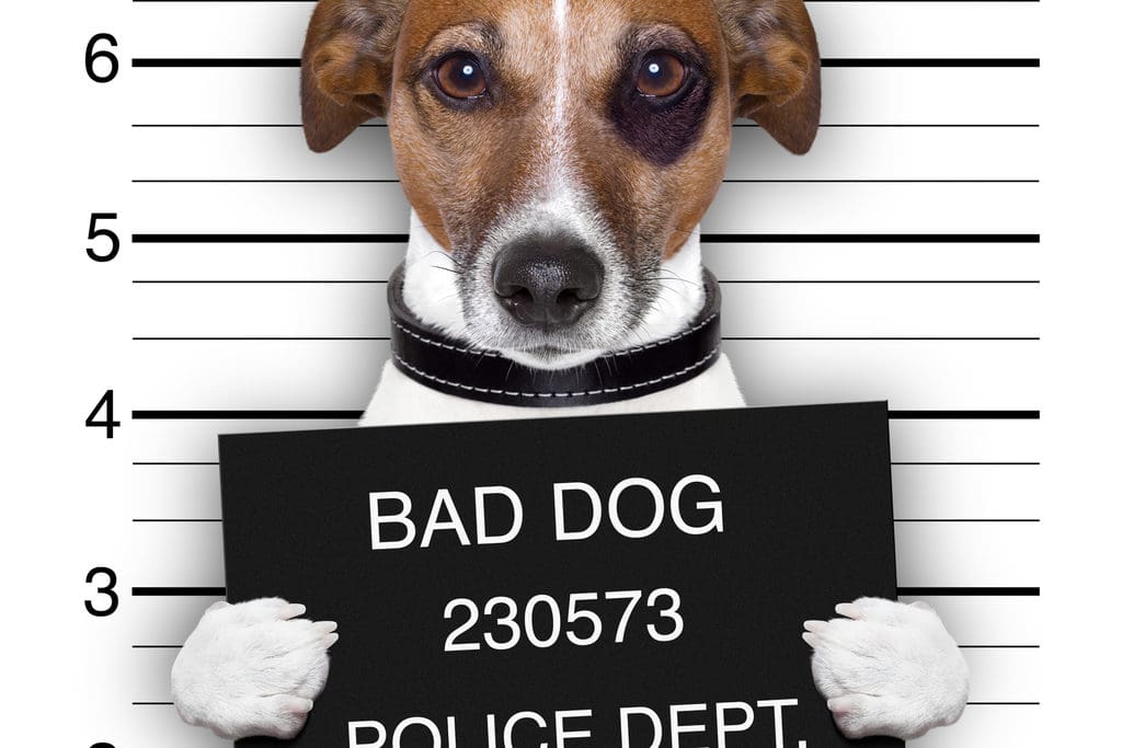 removing mugshots